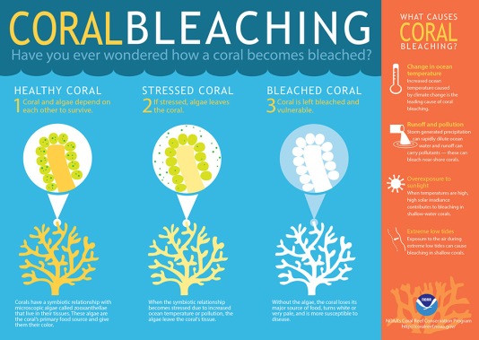 coral infographic