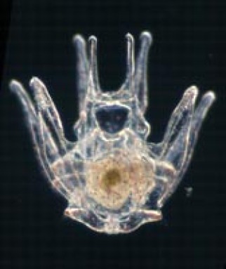 Larvae of sea urchin.