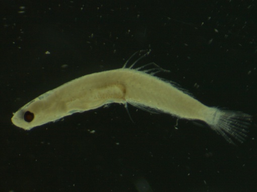 Larvae of a coastal fish species caught in the Gulf of Mexico.